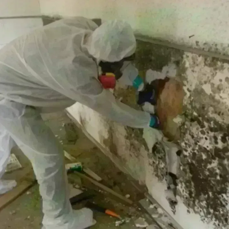 Mold Remediation and Removal in West, TX